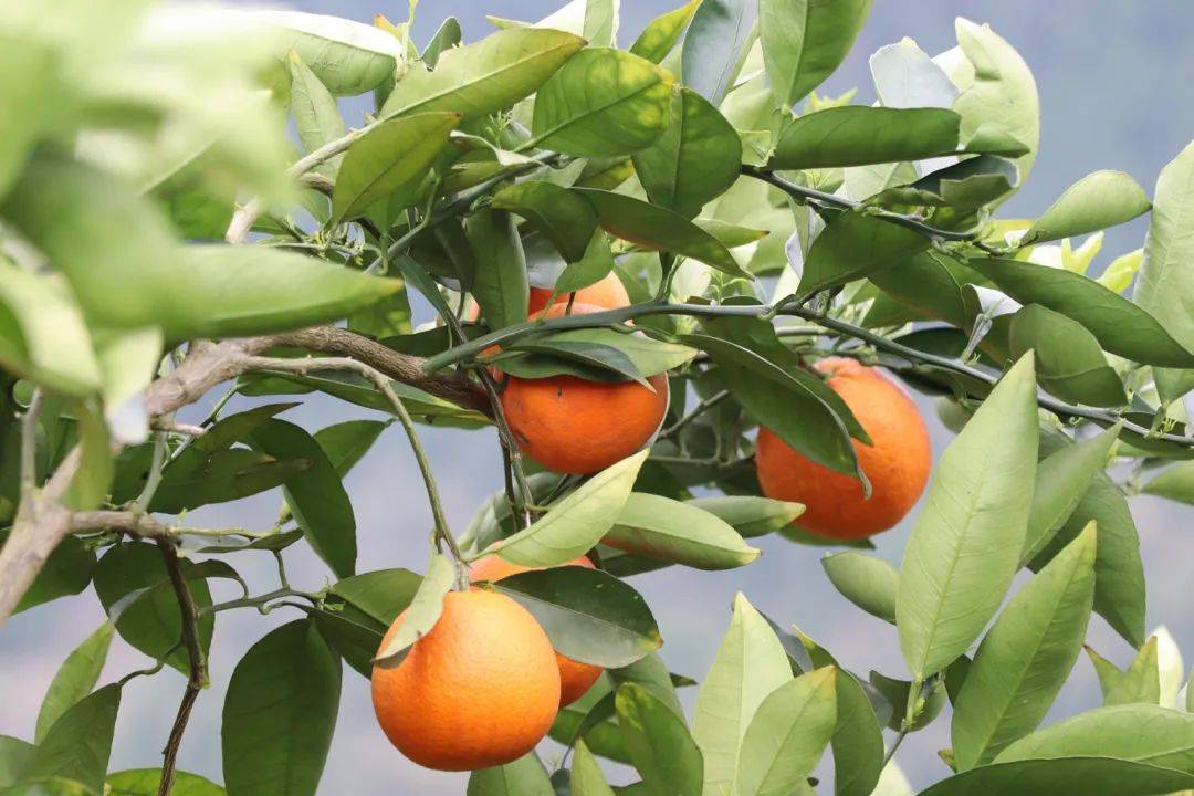 红橙来啦12月11日云阳将迎来这场交易盛会