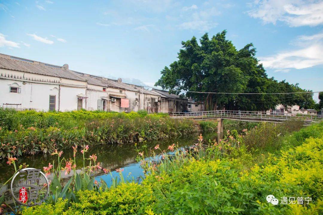 昆安村的桥小桥流水人家鲜花老树缠绕什石洋的桥听水声幽幽看夕阳艳艳