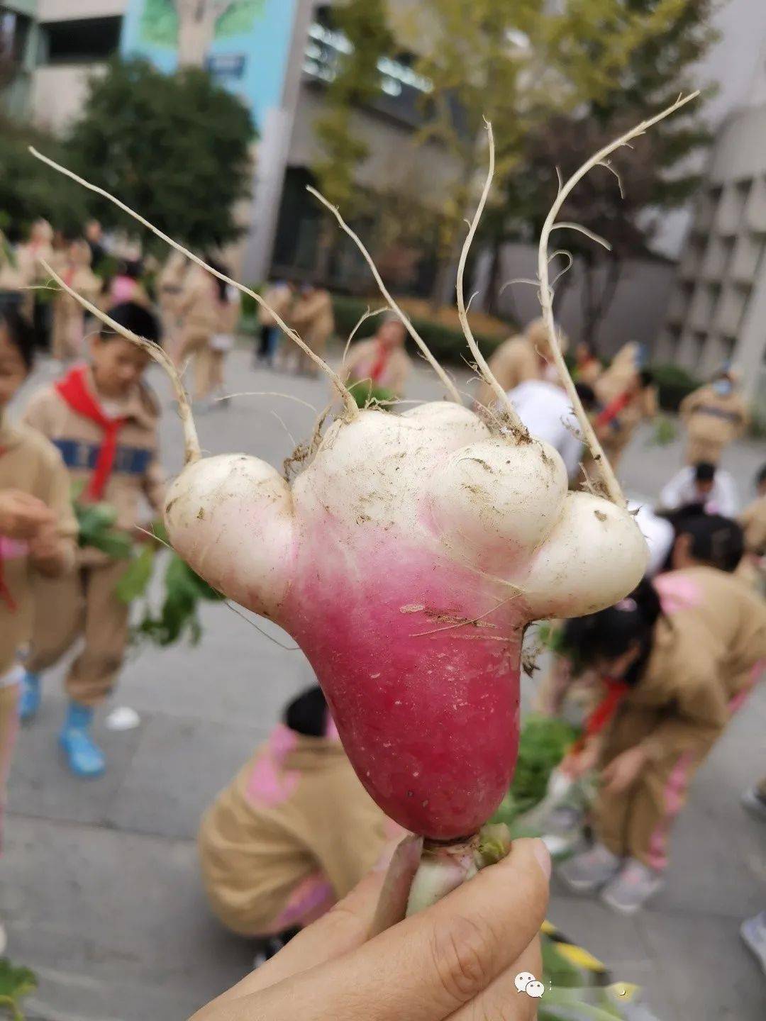 爱心义卖丨超乎想象的校园萝卜展销会