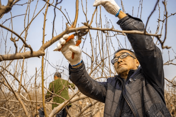 上午10:00,《聚焦三农》栏目组邀请了市农业农村局果树站技术员吕佩佩