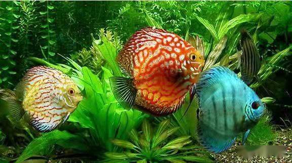 新买来鱼缸就养鱼一定要先学会开缸