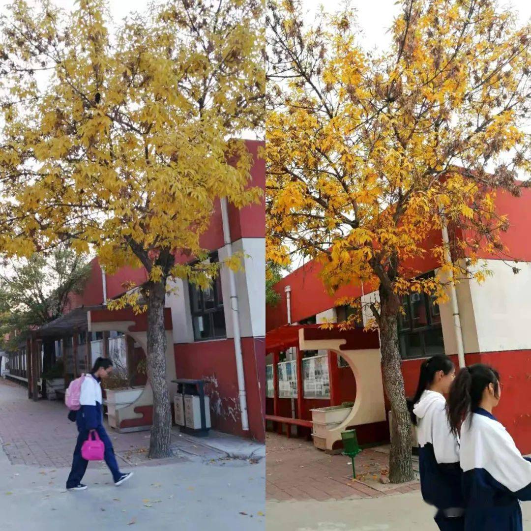 一路缤纷,领略四合的美 | 四合庄中学举行"深化以美育人,发现四合的