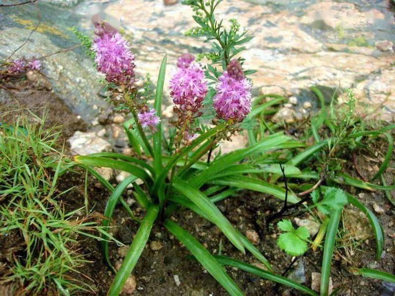 第九名是绵枣儿,它是一种鳞茎的花卉,跟普通的植株区别是很大的,花卉