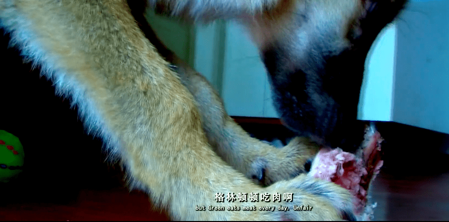 李微漪把小狼崽带回了自己成都的家里,将其取名为"格林",并将他像孩子