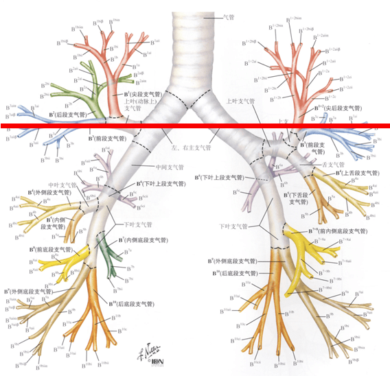 难者不会会者不难之「庖丁解肺」丨一页手册·协和八_支气管