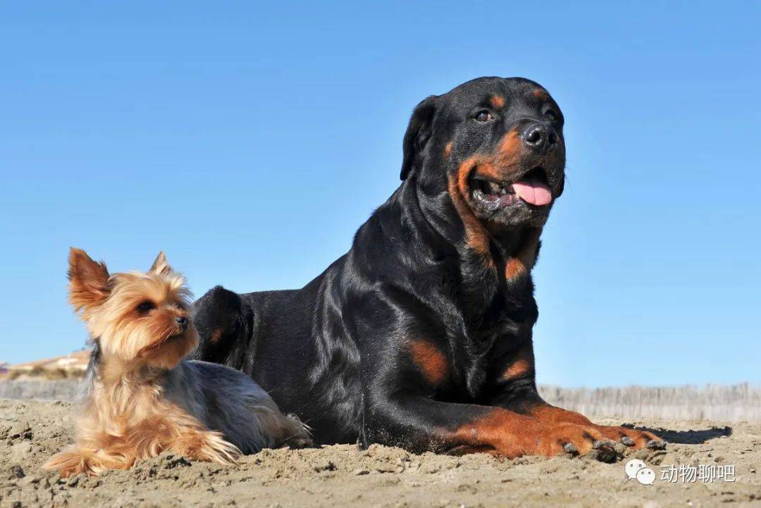 羅威納犬世界上最具有勇氣和力量的犬種之一你瞭解多少