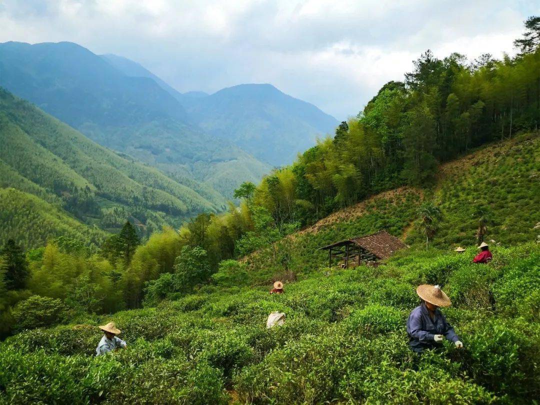 金骏眉茶树图片大全图片