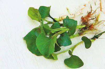 太医教您识中药|鱼腥草