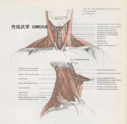 颈部的其他肌肉在下颌之下,颈部正面和侧面,胸锁乳突肌下层和侧方,还