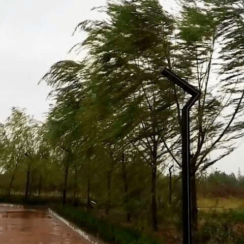 呼出的气体变成白雾于空气中消散当第一滴晨露于花叶上垂落凛冬人间寒