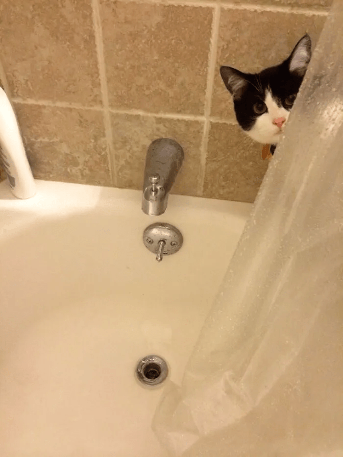 "朕要看看你葫芦里卖的什么药"——喵星人的偷窥日常_浴室