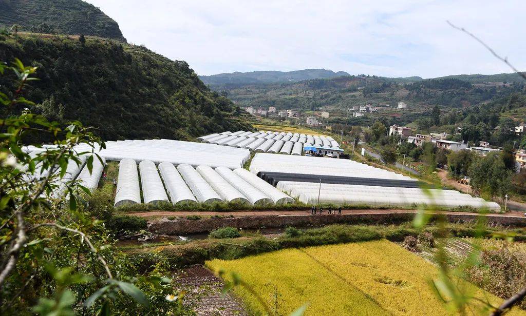 宣威市龙潭镇新河村:蔬菜产业助农增收