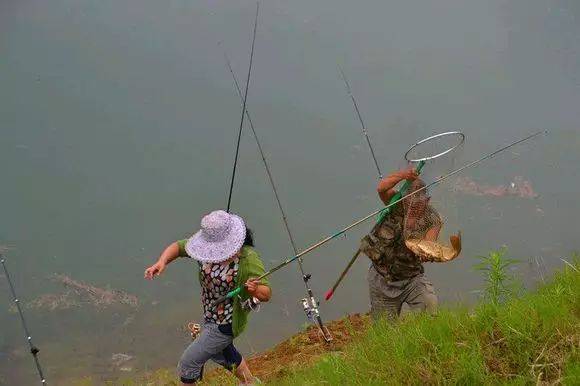 他以钓鱼为生钓上来的鱼至少百元一条