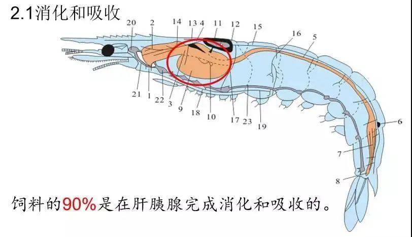 养好南美白对虾肝胰腺必须重视67成功转肝是成功的开始