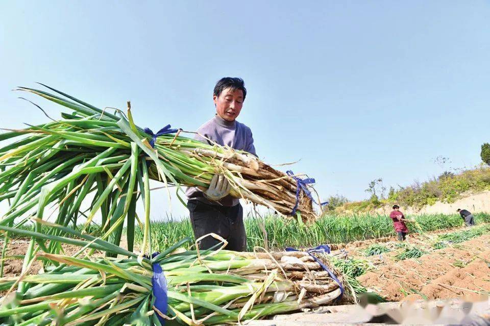 “田间地头”到零售终端价格翻了4倍