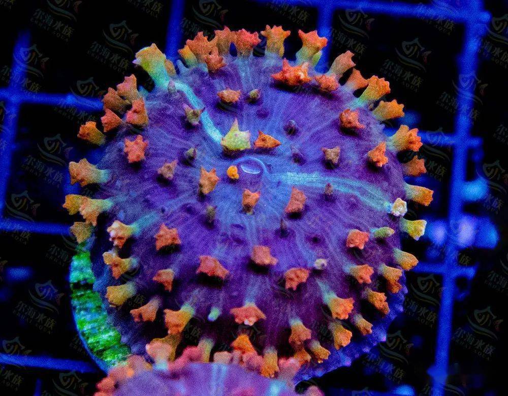 加勒比海发现形似冠状病毒的珊瑚