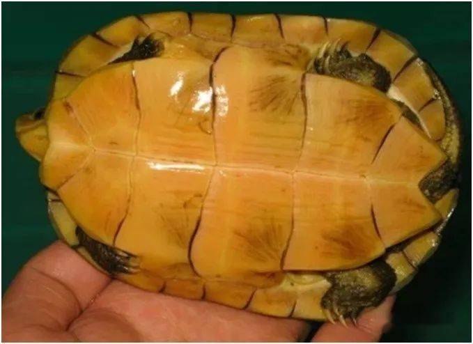 一入喉门深似海论黄喉品相之颜色纹路篇