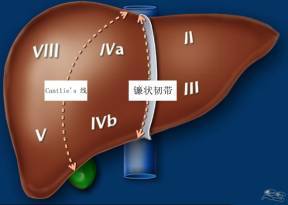 解剖腹部丨這份肝臟解剖圖解,不收藏就虧了!