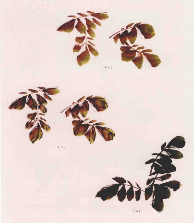 干货超全写意紫藤花画法