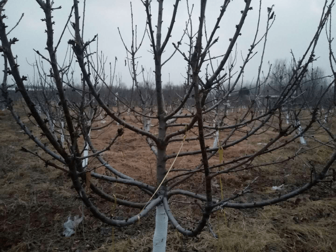 樱桃树的冬季修剪图片