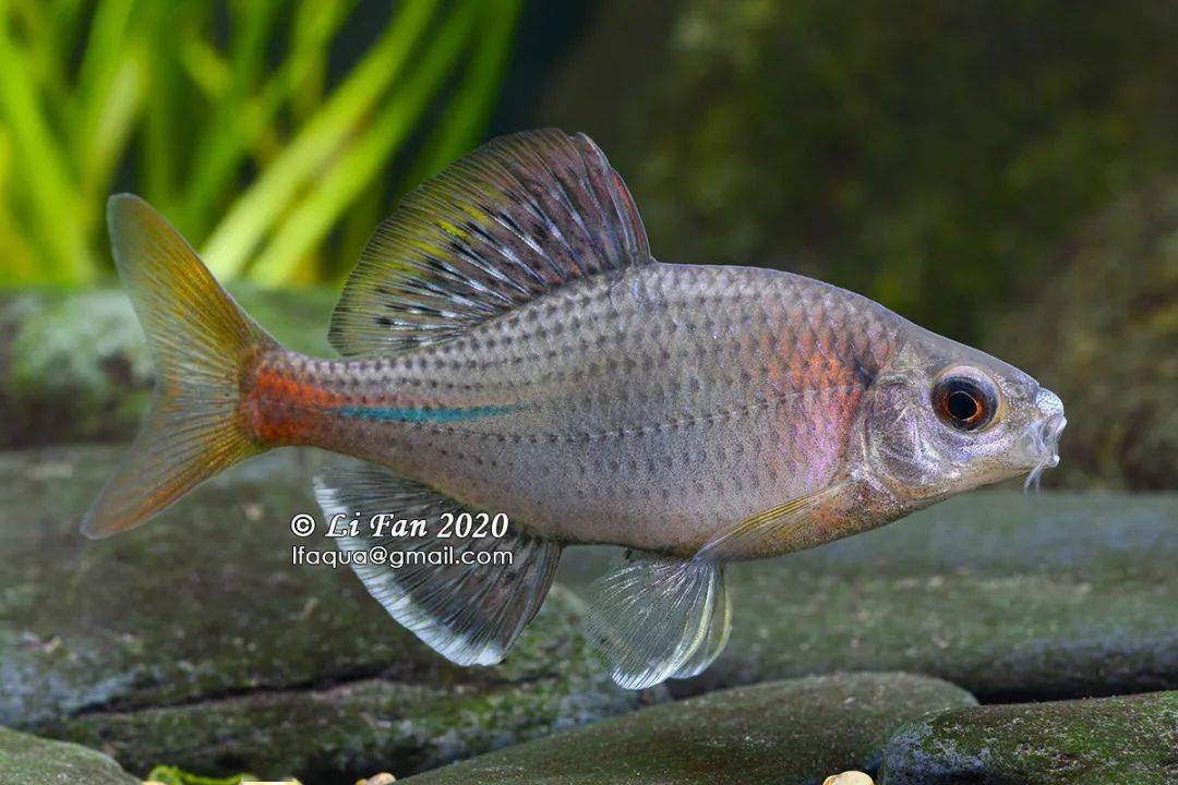 opsariichthys evolans海南鱲 opsariichthys hainanensis长体拟鲿