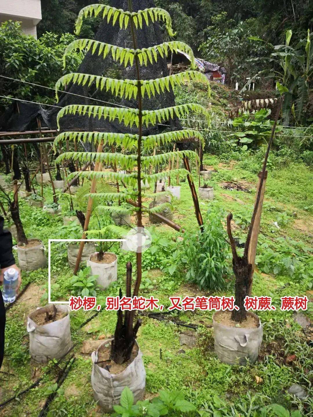 2018年至2019年9月间,江某桂非法将124棵野生桫椤树从野外挖掘回自己