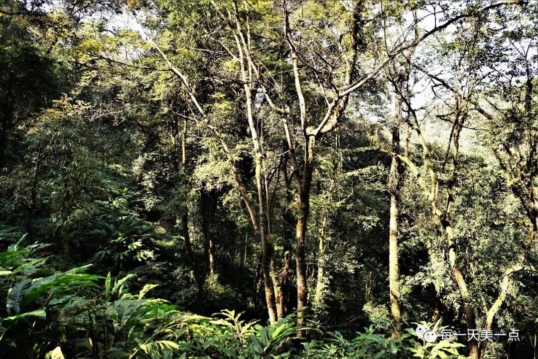 腾冲高黎贡深山里的原始密林