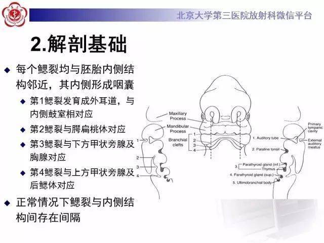 五官丨鳃裂畸形