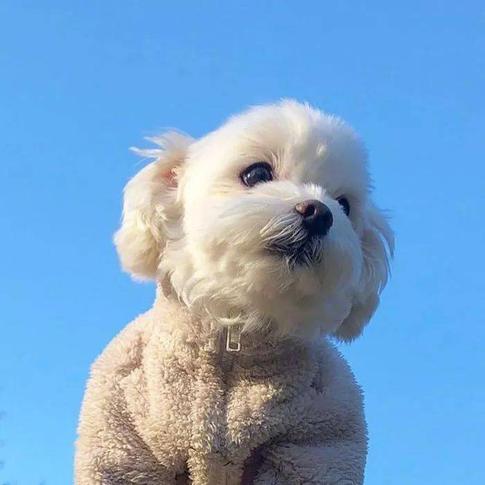 可爱萌货狗汪汪头像什么岁月静好你特么就是懒