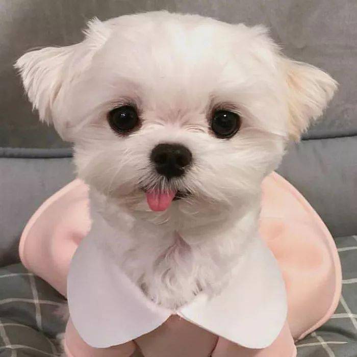 可爱萌货狗汪汪头像什么岁月静好你特么就是懒