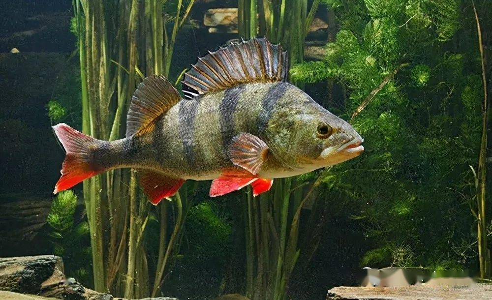 博斯腾湖扁吻鱼灭绝启示外来物种破坏的生态结局还不够惨痛