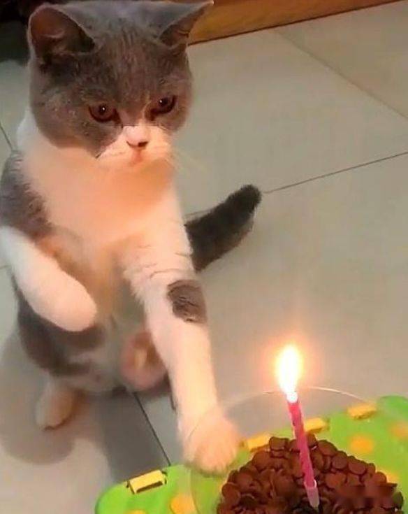 猫咪自己吹灭蜡烛手上功夫唯快不破网友厉害了
