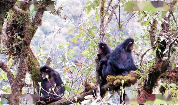 【生物多样性】科研人员摸清高黎贡山西坡怒江金丝猴种群数量