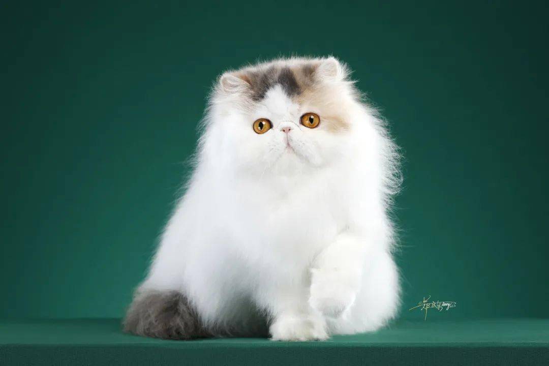 身价昂贵的世界级名猫更有专业,精彩的赛事&活动在华南展现场