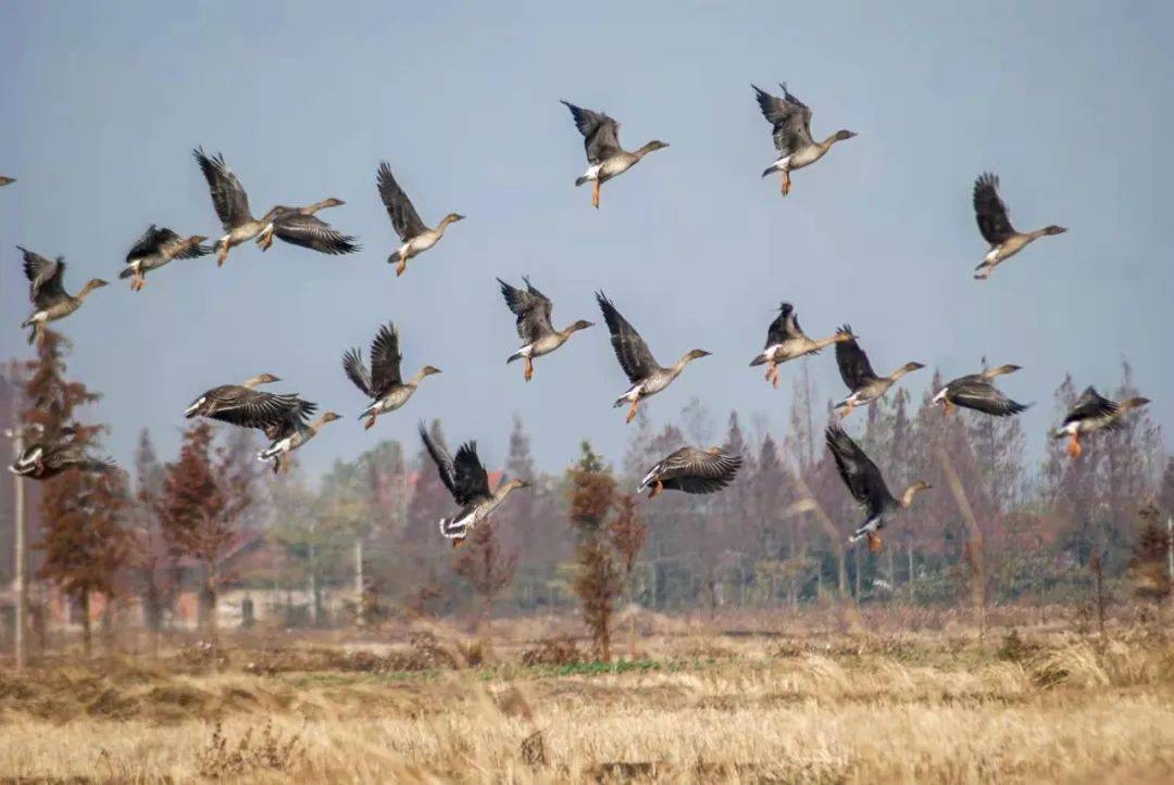 头条第11届洞庭湖国际观鸟节盛大开幕一组视频图片带您抢先欣赏沙鸥翔