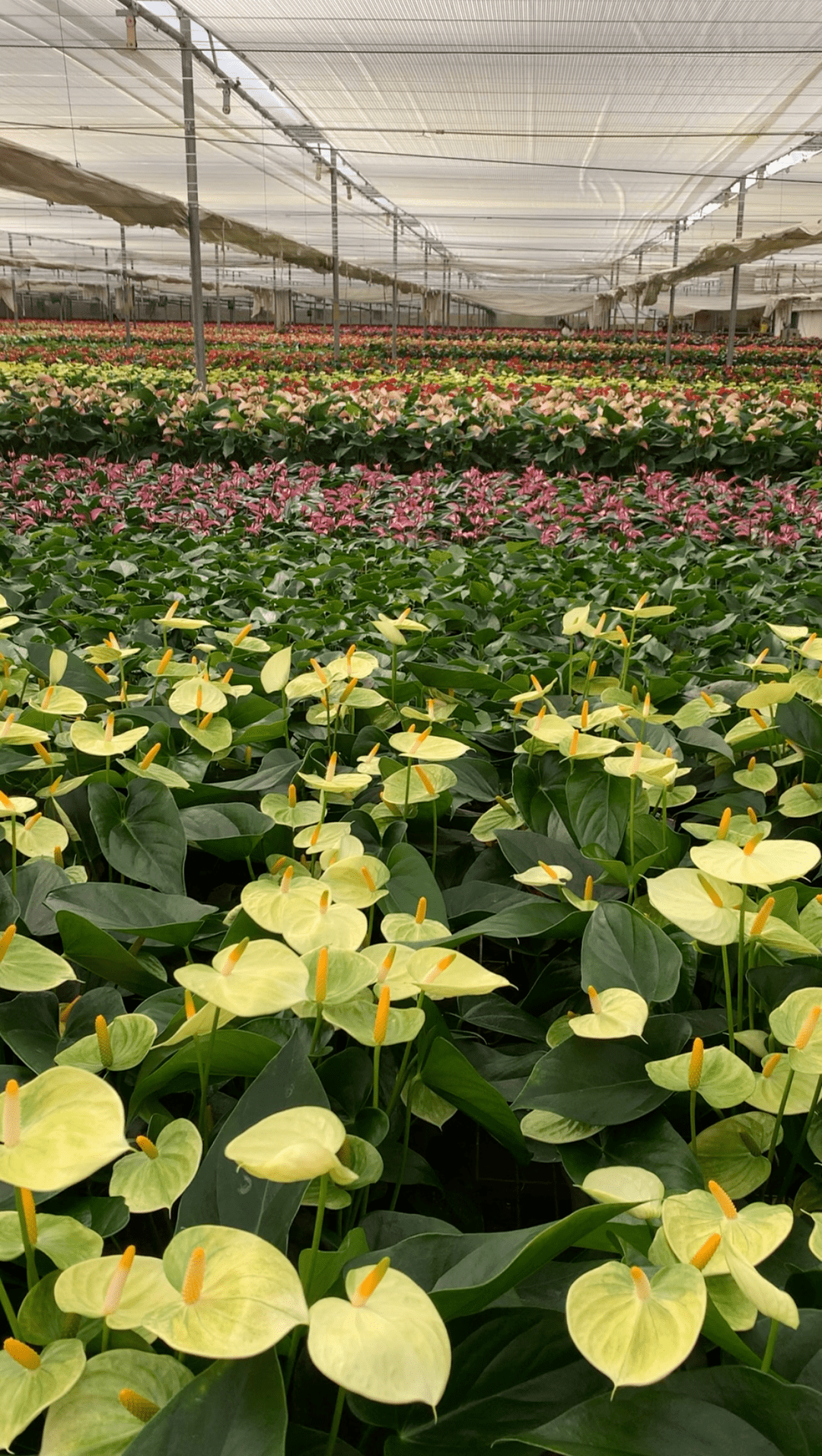 在宝峰红阳花卉的红掌种植棚里,彩色的红掌在绿油油的叶片衬托下,显得