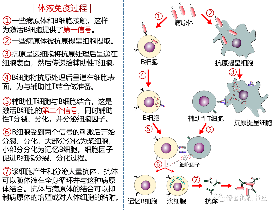 体液免疫过程图解图片