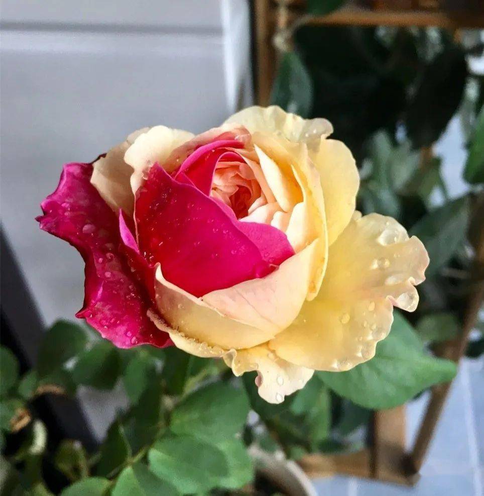 10款好看又勤花的条纹月季哪个最能打动你