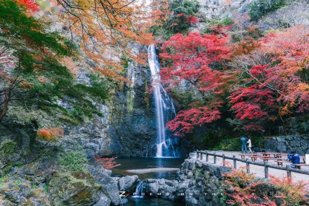 大阪|红叶百选之箕面瀑布_枫树