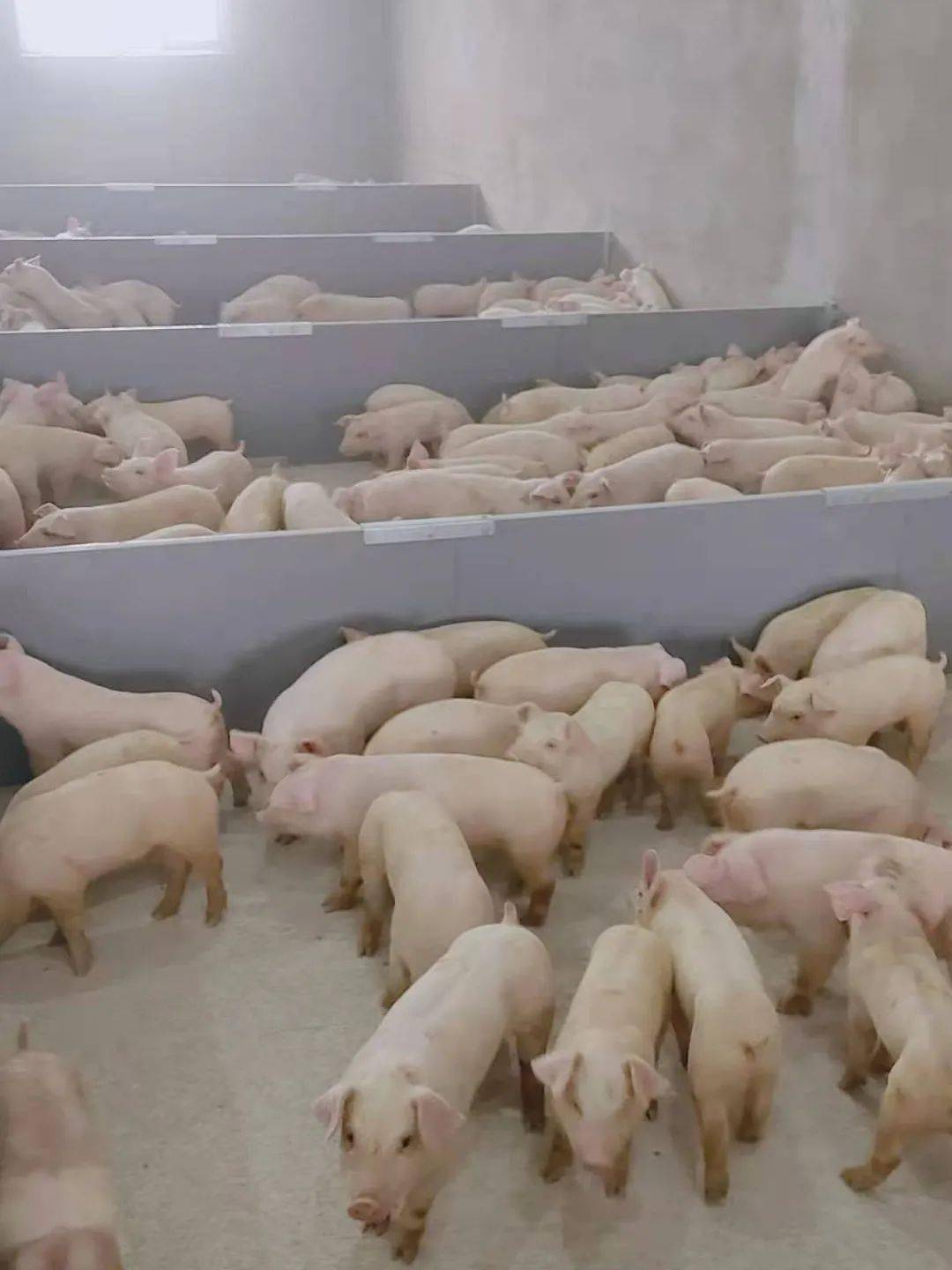 出苗热烈庆祝宿州昌农褚兰母猪场首批仔猪上市