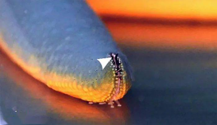 知道海星有眼睛,问题是海星在哪里?确实,海星的双眼都注视着它们.