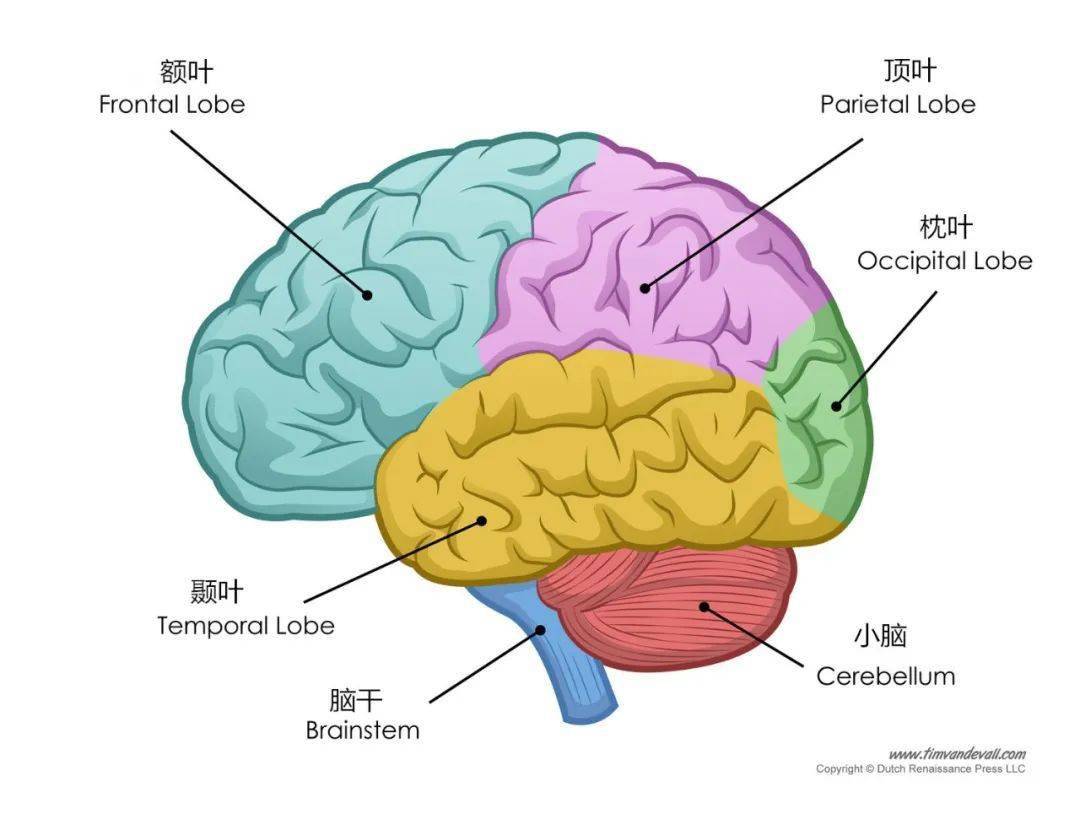 脑叶分布图图片