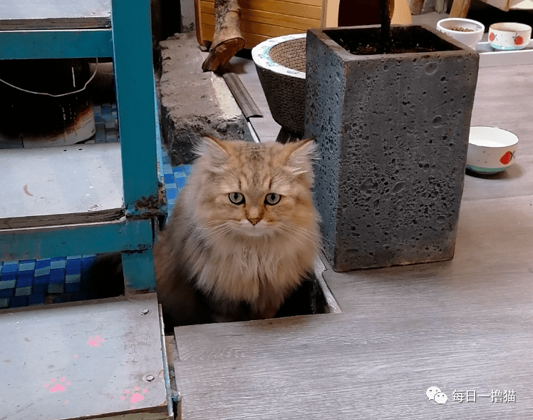 很多朋友都说麒麟的尾巴很大,像个大拖把