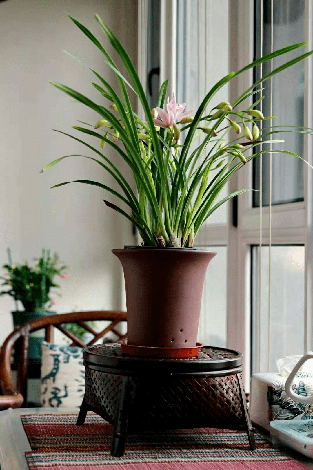 如兰分享牧雨大雪之日兰花初放