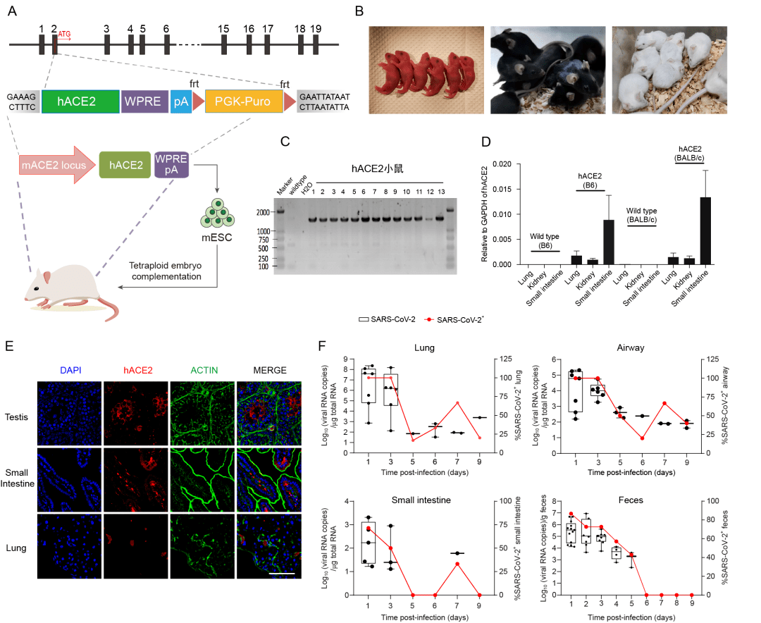 四倍体技术制备新冠肺炎模型hace2小鼠的技术路线图及验证11月24日