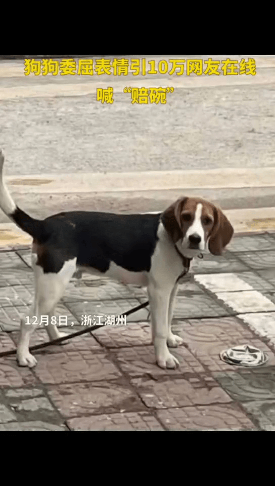 男子停车压扁狗子饭碗,狗狗委屈表情引10万网友在线喊"赔碗"