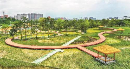 鹅颈水生态湿地公园.