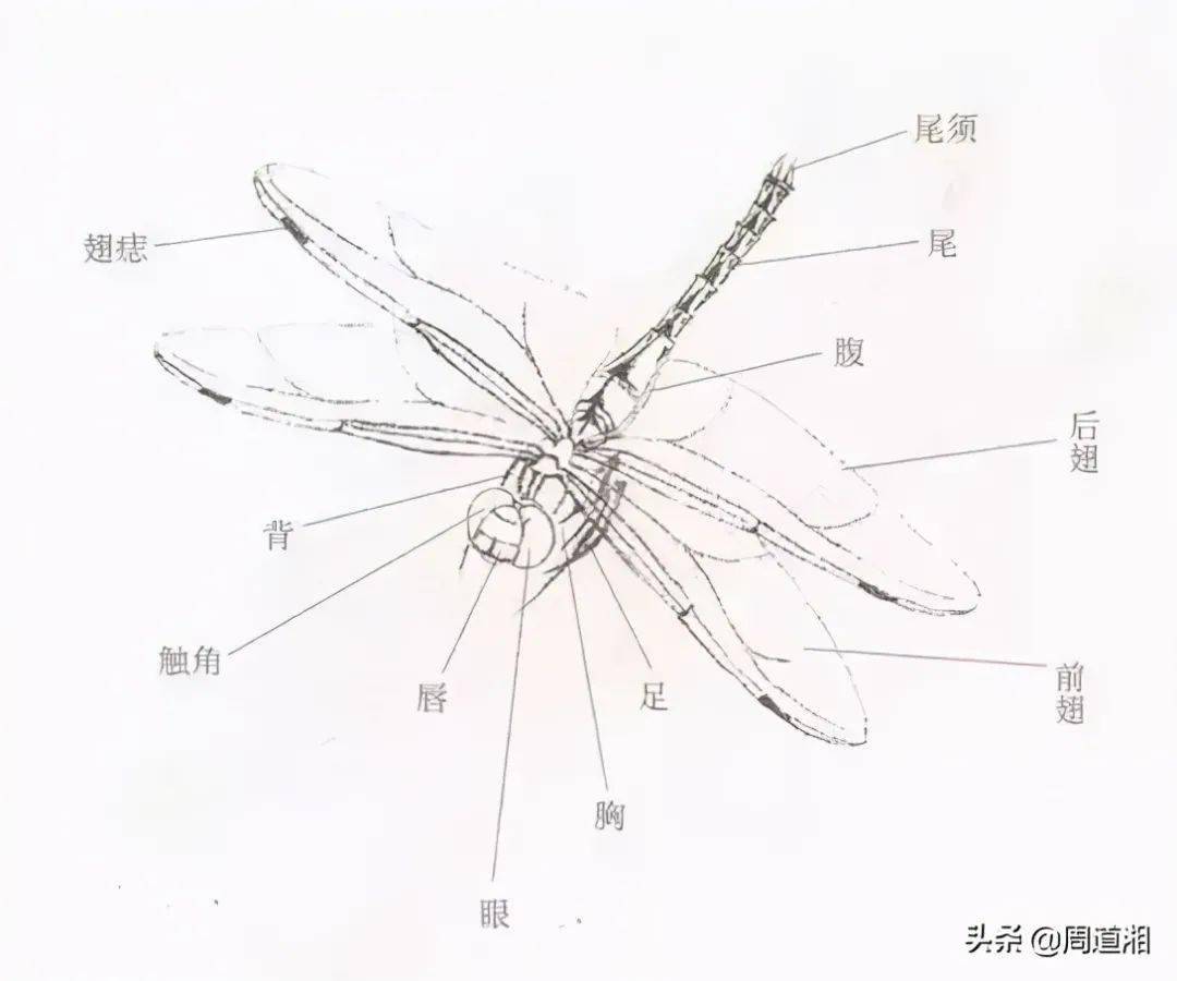 蜻蜓结构图身体部位图片