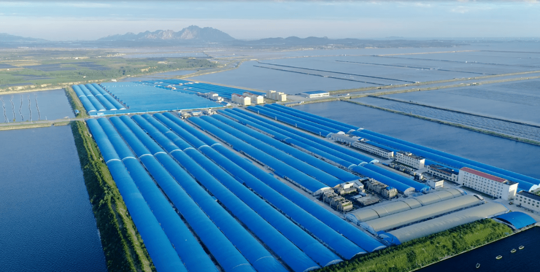 海参连续12年通过有机认证,好当家是如何实现的