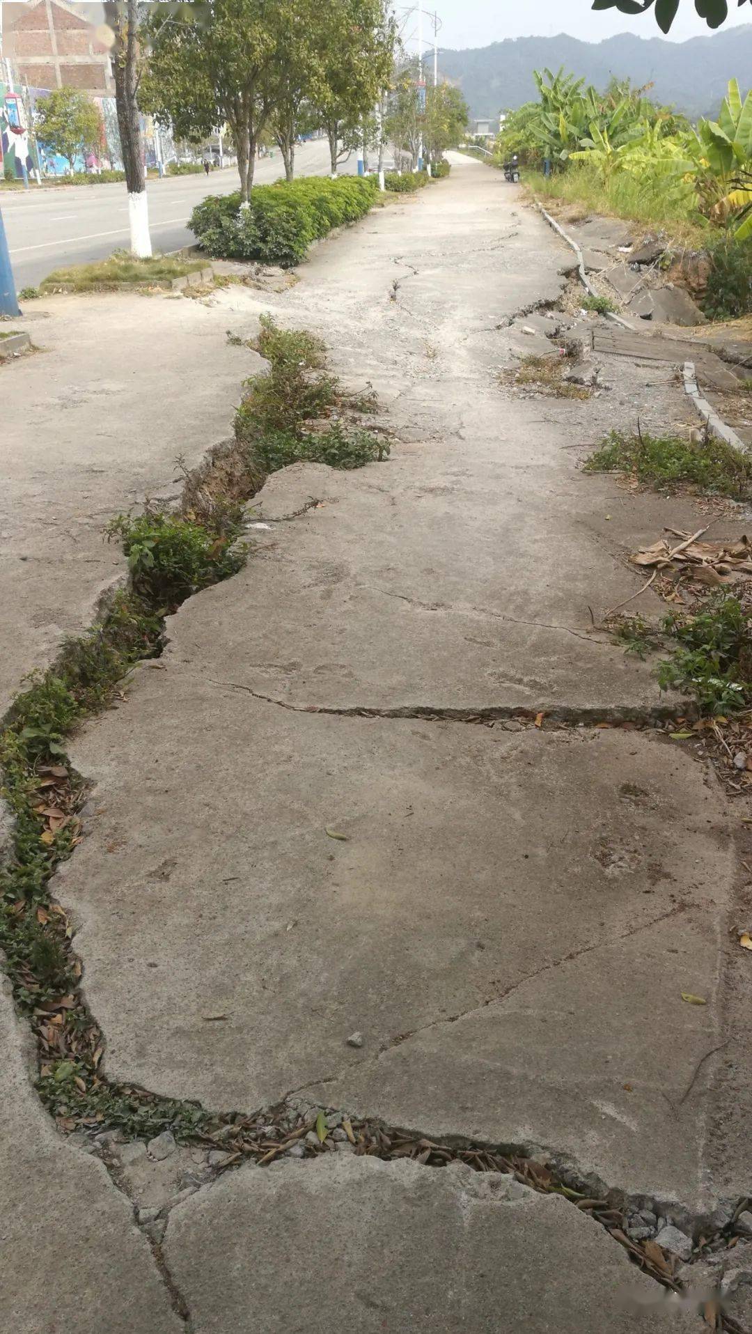 昭平大桥头往体育场江滨路方向这段人行道方向为什么那么容易塌陷开裂